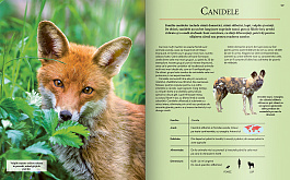 картинка Extraordinara enciclopedie a animalelor magazinul BookStore in Chisinau, Moldova